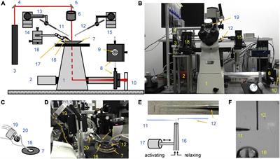 Force Measurements From Myofibril to Filament